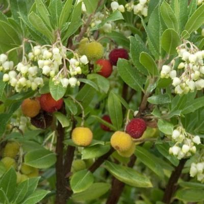 Земляничное дерево Компакта - Dolina-Sad.Ru