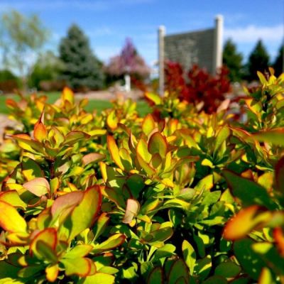 Барбарис тунберга Лимончелло Барбарис тунберга Лимончелло - Dolina-Sad.Ru