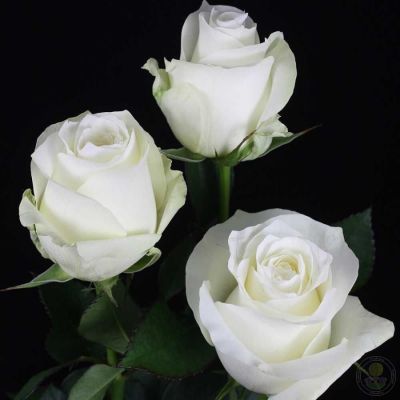 Роза Прауд Роза Прауд - Dolina-Sad.Ru