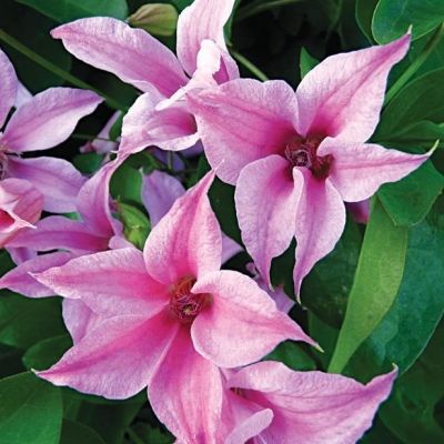 Клематис Дачес оф Албани Клематис Дачес оф Албани фото