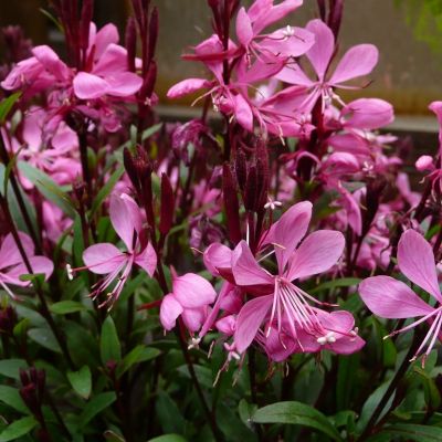 Гаура Линдхеймера Сансет Дримс Гаура Линдхеймера Сансет Дримс - Dolina-Sad.Ru