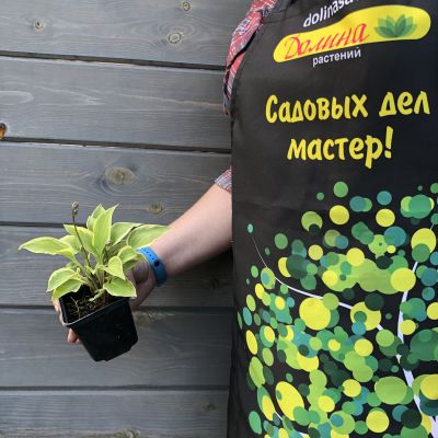 Хоста Гранд Тиара Хоста Гранд Тиара фото