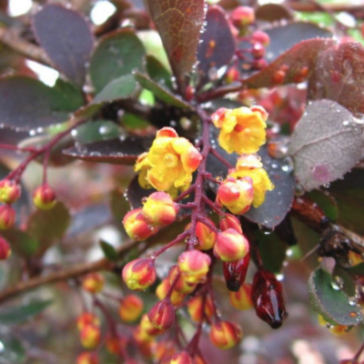 Барбарис обыкновенный Альба Барбарис обыкновенный Альба - Dolina-Sad.Ru