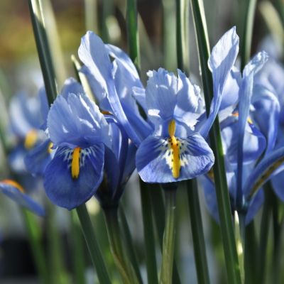 Ирис Аида Ирис Аида - Dolina-Sad.Ru