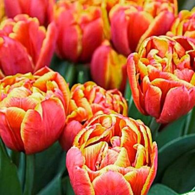 Тюльпан Аллегретто Тюльпан Аллегретто фото