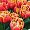 Тюльпан Аллегретто Тюльпан Аллегретто фото