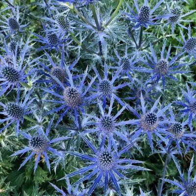 Синеголовник Биг Блю Синеголовник Биг Блю - Dolina-Sad.Ru