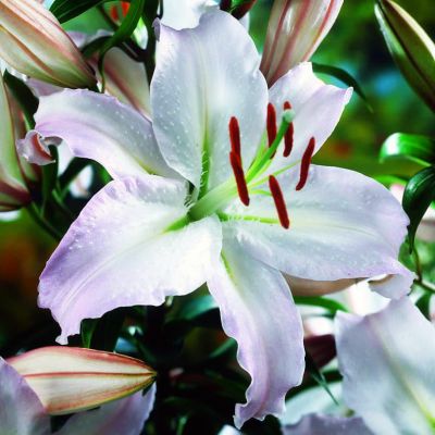 Лилия Экспрешн 2 шт. Лилия Экспрешн 2 шт. фото