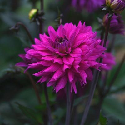 Георгина Конрвол Айленд Георгина Конрвол Айленд - Dolina-Sad.Ru