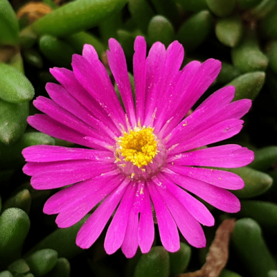 Делосперма Джевел оф Десерт Аметист , Делосперма Джевел оф Десерт Аметист , фото