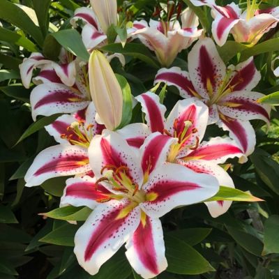 Лилия Биг Смайл Лилия Биг Смайл - Dolina-Sad.Ru