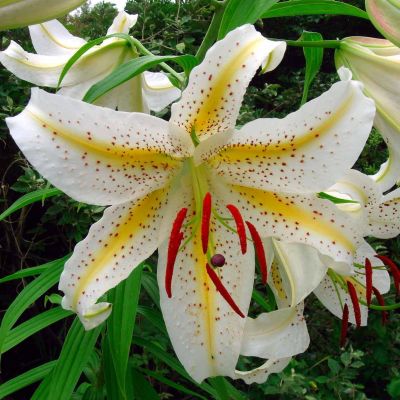 Лилия Ауратум 2 шт Лилия Ауратум 2 шт фото