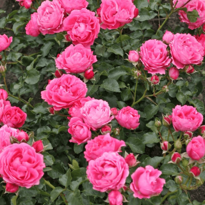 Роза Моин Моин Роза Моин Моин фото