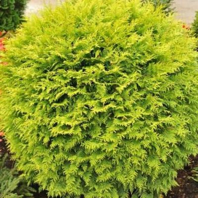 Туя западная Глобоза Ауреа, С2 - Dolina-Sad.Ru