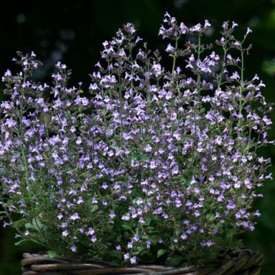 Душевник котовниковый Душевник котовниковый - Dolina-Sad.Ru