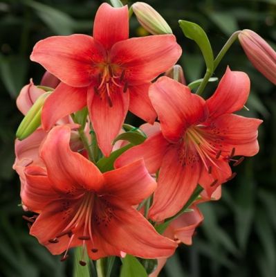 Лилия Перл Лорэйн Лилия Перл Лорэйн - Dolina-Sad.Ru