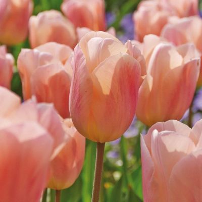 Тюльпан Априкот Бьюти Тюльпан Априкот Бьюти фото