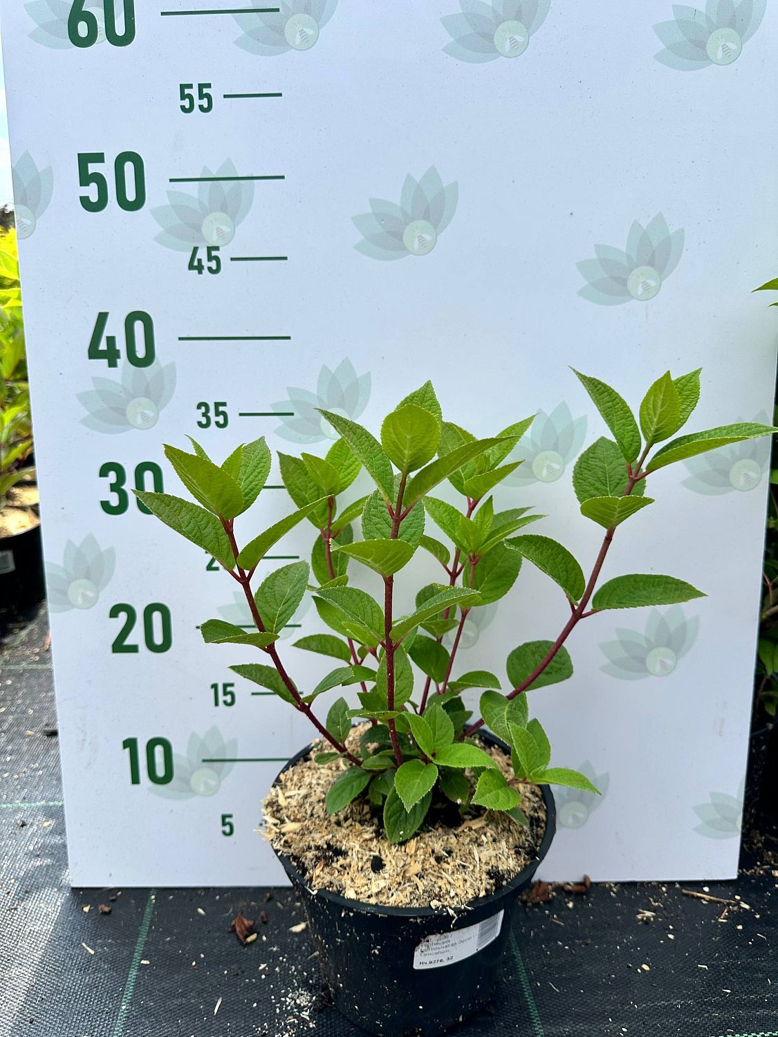 Гортензия метельчатая Эрли Сенсейшн, С2 - Dolina-Sad.Ru