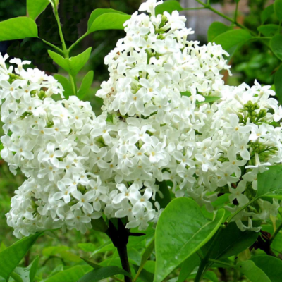 Сирень обыкновенная Ян Ван Тол Сирень обыкновенная Ян Ван Тол фото