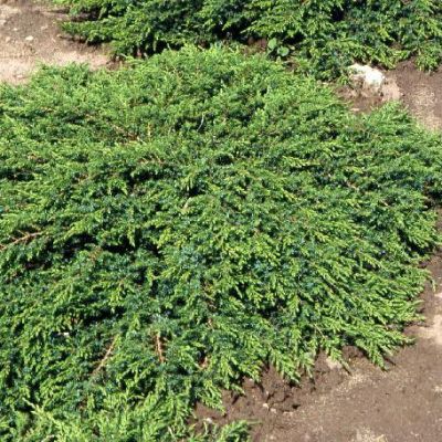 Можжевельник обыкновенный Грин Карпет Можжевельник обыкновенный Грин Карпет фото
