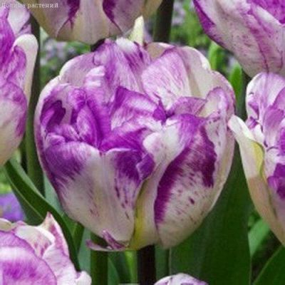 Тюльпан Дабл Ширли Тюльпан Дабл Ширли фото