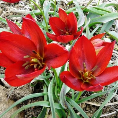 Тюльпан Хаджери Тюльпан Хаджери фото