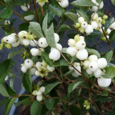 Снежноягодник Вайт Хедж, С2 Снежноягодник Вайт Хедж, С2 - Dolina-Sad.Ru