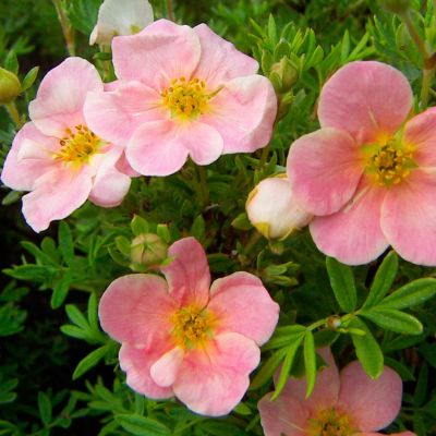 Лапчатка кустарниковая Пинк Виспер Лапчатка кустарниковая Пинк Виспер - Dolina-Sad.Ru