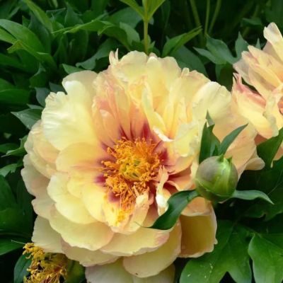 Пион Прейри Шарм Пион Прейри Шарм фото