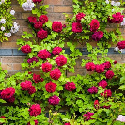 Роза Джаз Роза Джаз фото