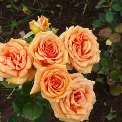 Роза Кингс Дей Роза Кингс Дей - Dolina-Sad.Ru