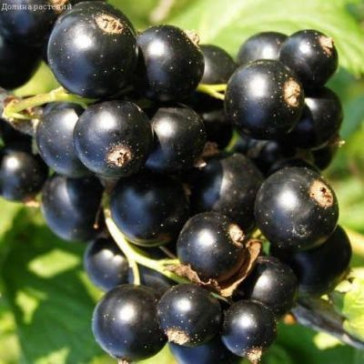 Смородина Багира фото