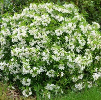 Шуазия Ацтек Перл Шуазия Ацтек Перл - Dolina-Sad.Ru