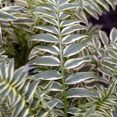 Синюха голубая Бриз Данжоу Синюха голубая Бриз Данжоу - Dolina-Sad.Ru