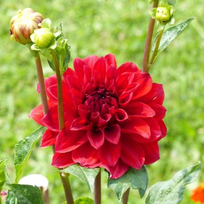 Георгина Барбаросса (Гиганты) Георгина Барбаросса (Гиганты) фото