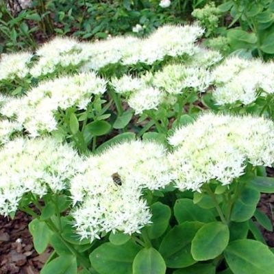 Седум видный Стардаст , С1,5 Седум видный Стардаст , С1,5 фото