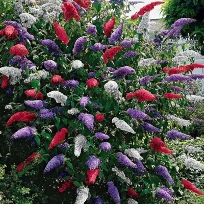 Будлея Давида Изменчивая Будлея Давида Изменчивая фото