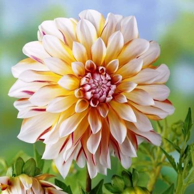 Георгина Карибиан Фэнтэзи Георгина Карибиан Фэнтэзи фото