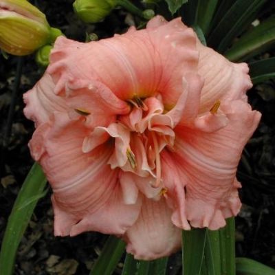 Лилейник Дабл Пинк Зефир - Dolina-Sad.Ru