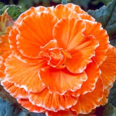 Бегония Пикоти Лэйс Орандж Бегония Пикоти Лэйс Орандж фото