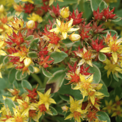 Седум камчатский Вариегатум Седум камчатский Вариегатум фото