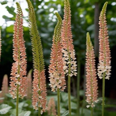 Эремурус Романс Эремурус Романс - Dolina-Sad.Ru