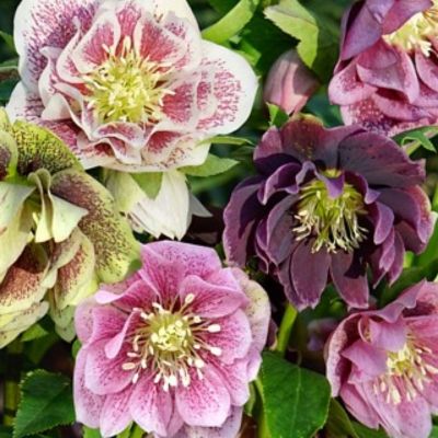 Морозник Претти Эллен Миксед Морозник Претти Эллен Миксед - Dolina-Sad.Ru