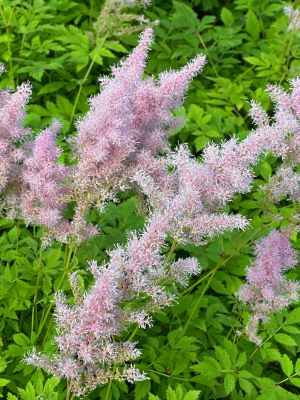 Астильба Арендса Каттлея , P9 фото