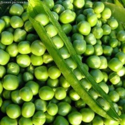 Горох Премиум фото