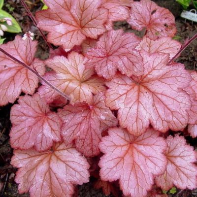 Гейхера Джорджия Пич Гейхера Джорджия Пич - Dolina-Sad.Ru