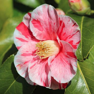 Камелия японская Триколор Камелия японская Триколор - Dolina-Sad.Ru