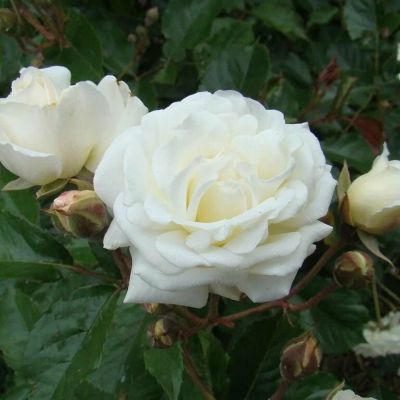 Роза Корснода Роза Корснода - Dolina-Sad.Ru