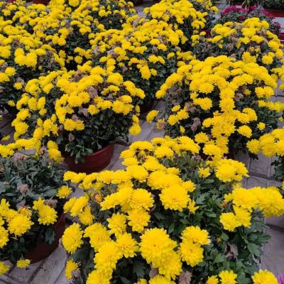 Хризантема мультифлора Джи Джи Еллоу - Dolina-Sad.Ru