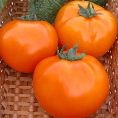 Томат Хурма Томат Хурма фото